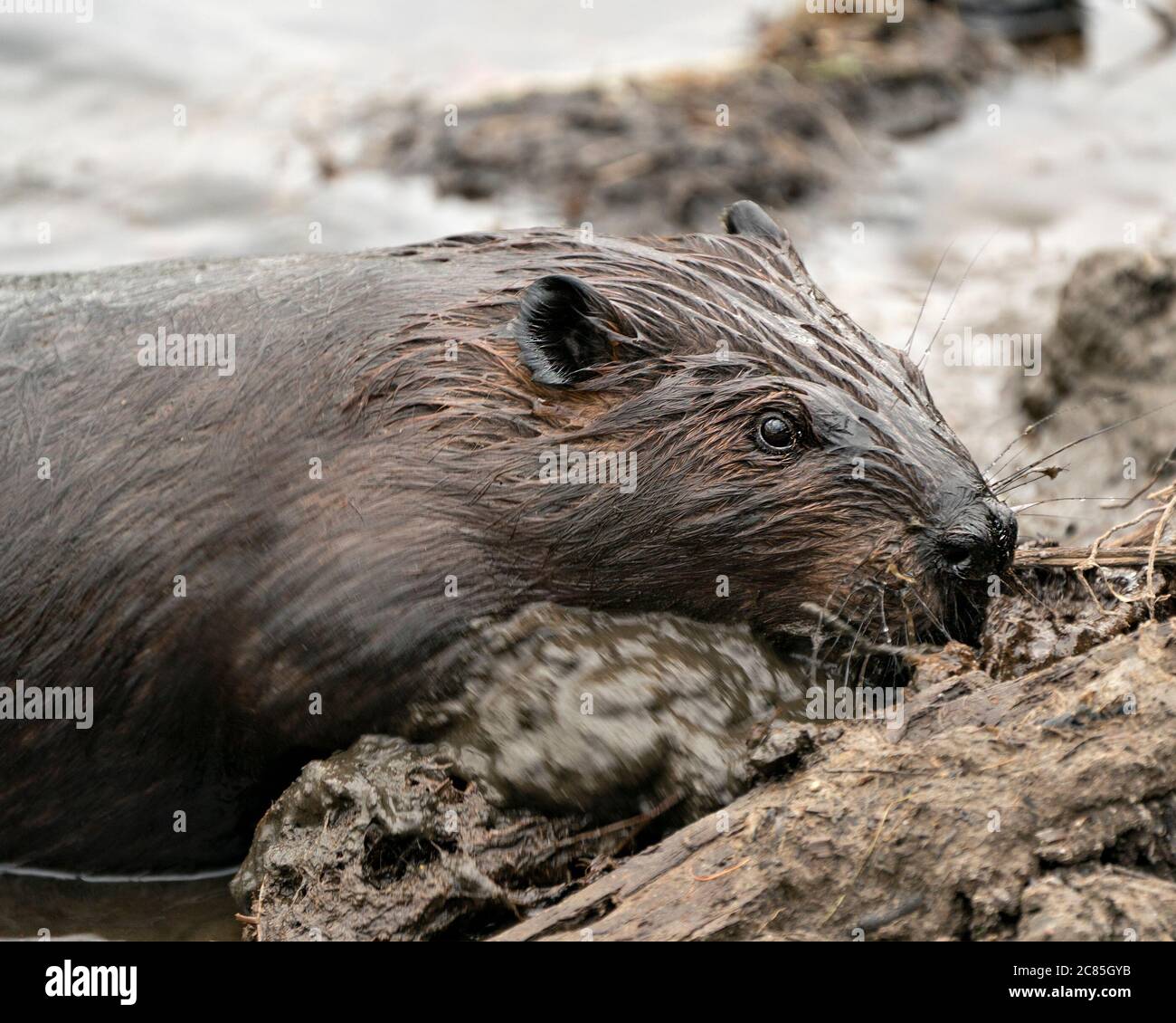 Vista ravvicinata del profilo di Beaver, costruzione di una diga di castoro per la protezione, che trasporta fango con le sue zampe anteriori nel suo habitat e ambiente, guardando al carro Foto Stock