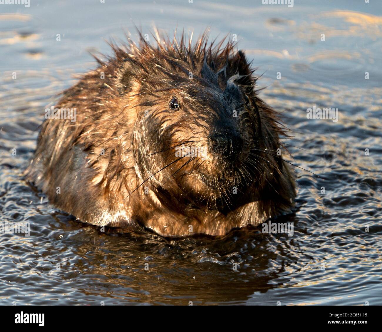 Vista ravvicinata della testa di Beaver guardando la telecamera in acqua con pelliccia marrone, testa, naso, whisker, occhi, zampe nel suo habitat e en Foto Stock