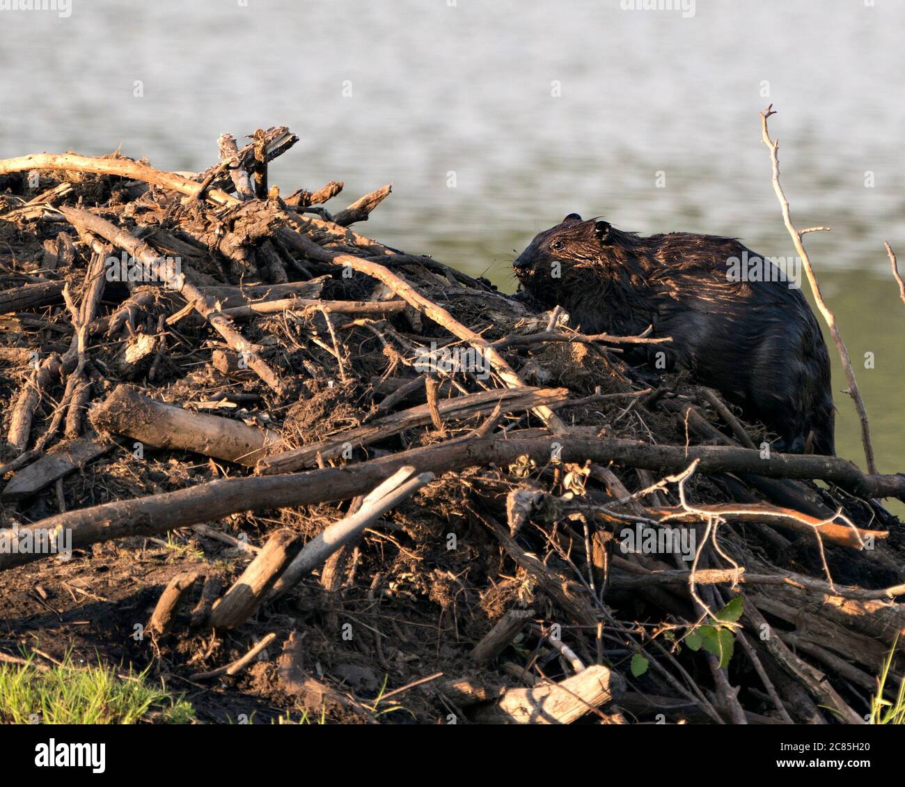 Beaver primo piano profilo vista costruire un rifugio castoro, mostrando la sua pelliccia marrone, abilità di lavoro nel suo habitat e ambiente con uno sfondo d'acqua. Foto Stock