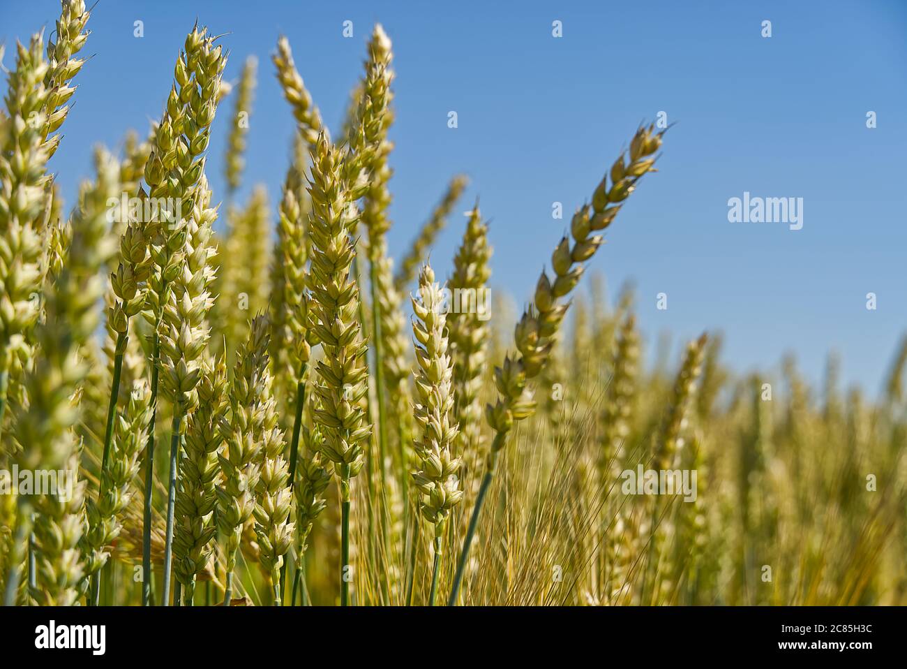 Orzo maturo sul campo in una calda giornata estiva, pronto per la raccolta. Fuoco selettivo. Foto Stock