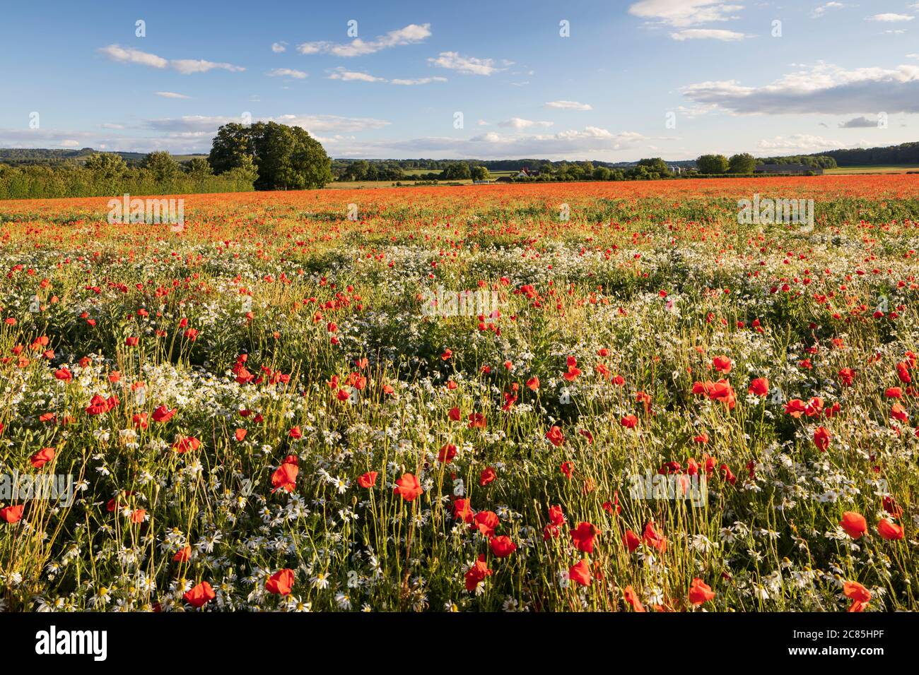 Papaveri rossi e Mayweed crescono in campo, vicino a Hungerford, West Berkshire, Inghilterra, Regno Unito, Europa Foto Stock