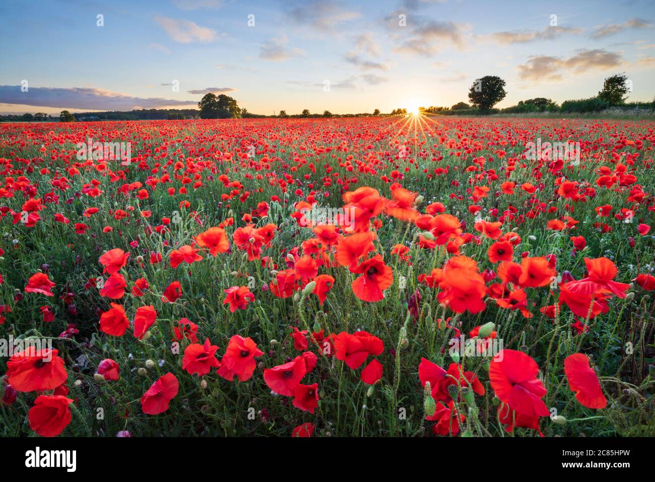 Papaveri rossi che crescono in campo al tramonto, vicino Hungerford, West Berkshire, Inghilterra, Regno Unito, Europa Foto Stock
