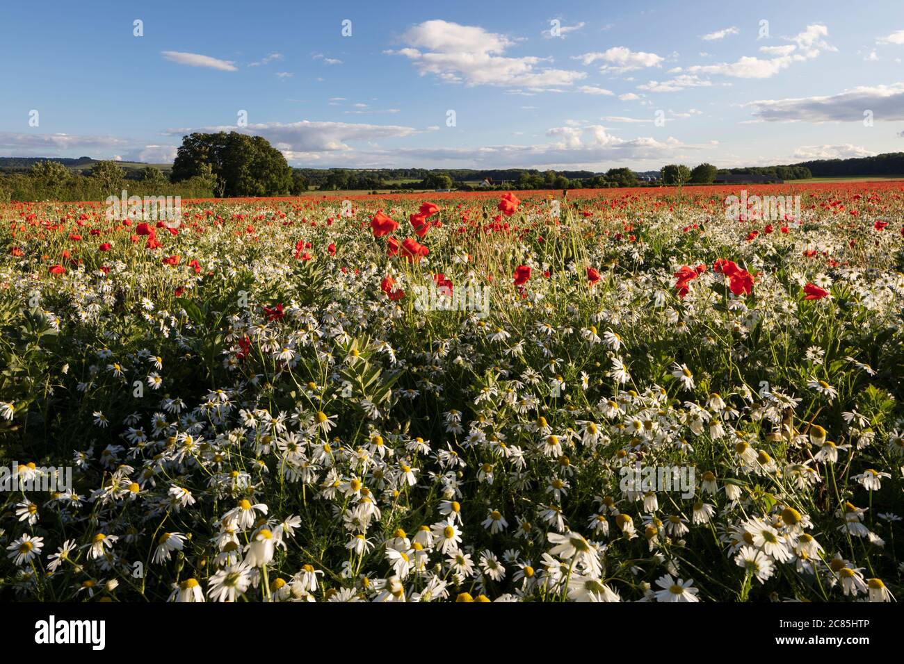 Papaveri rossi e Mayweed crescono in campo, vicino a Hungerford, West Berkshire, Inghilterra, Regno Unito, Europa Foto Stock