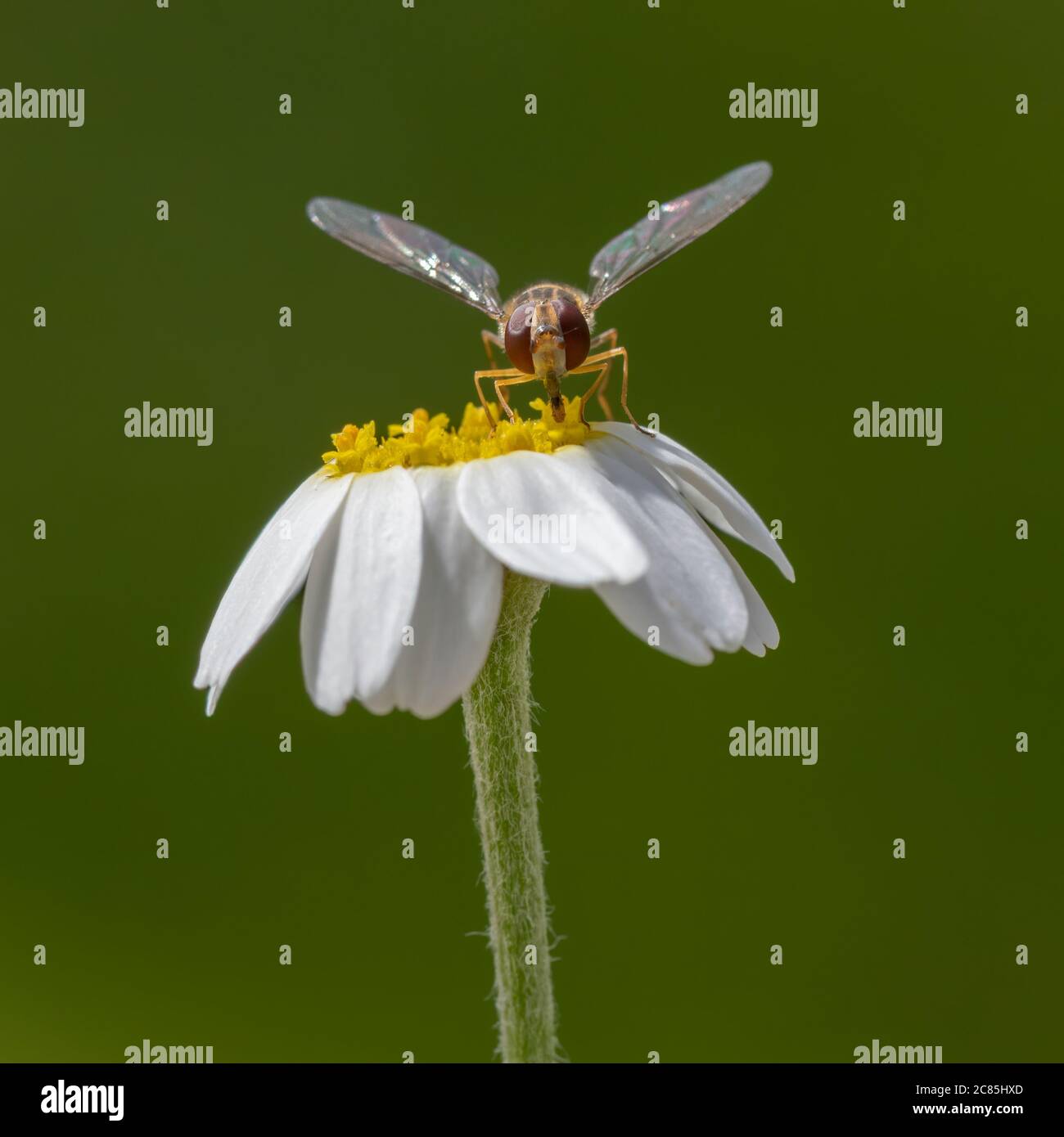 Immagine macro di Marmalade Hoverfly (Episyrphus balteatus) Foto Stock