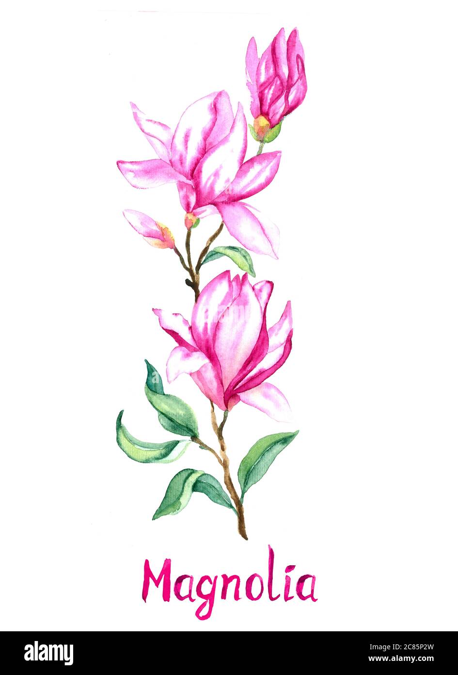 Ramoscello Magnolia con fiori rosa-viola isolato su illustrazione bianca dipinta a mano con iscrizione scritta a mano Foto Stock