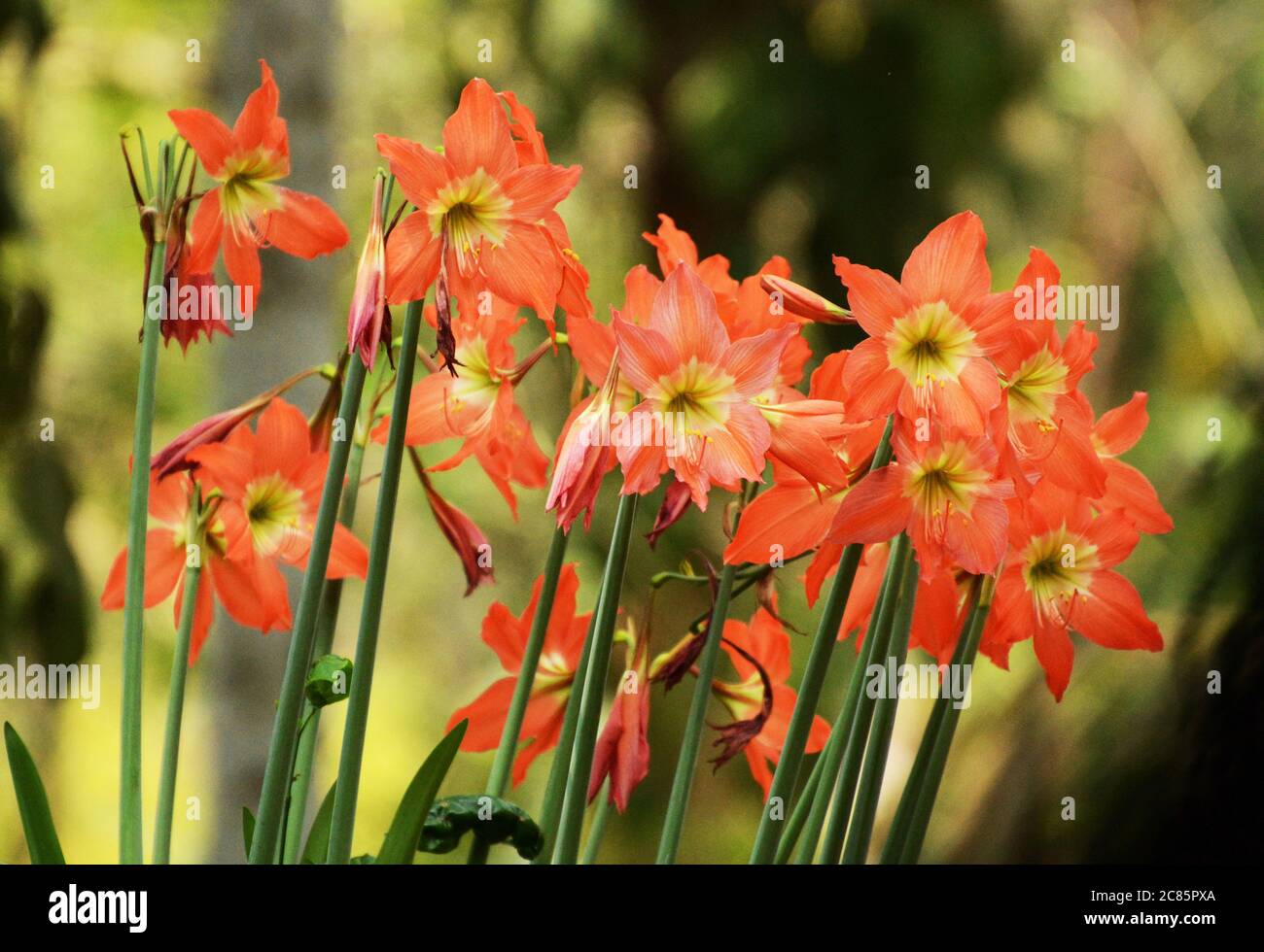 Hippeastrum puniceum o Barbados Giglio o Giglio Rosso Foto Stock