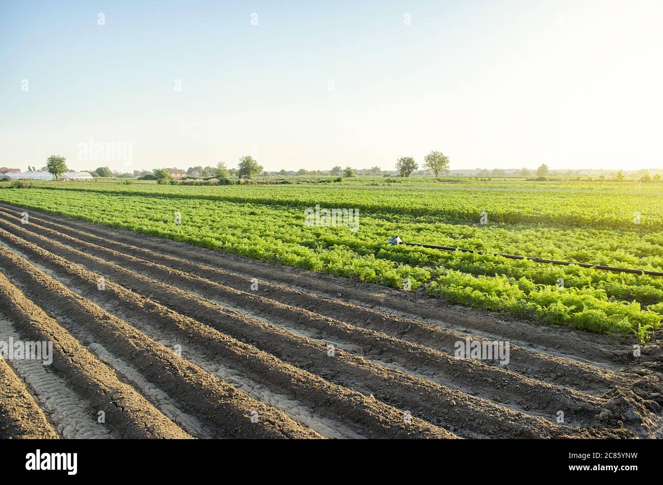 Paesaggio di un campo di piantagione di fattoria. Succulenti green di patate e carote. Lavorazione e coltivazione del terreno. Agroindustria e agroalimentare. Europeo Foto Stock