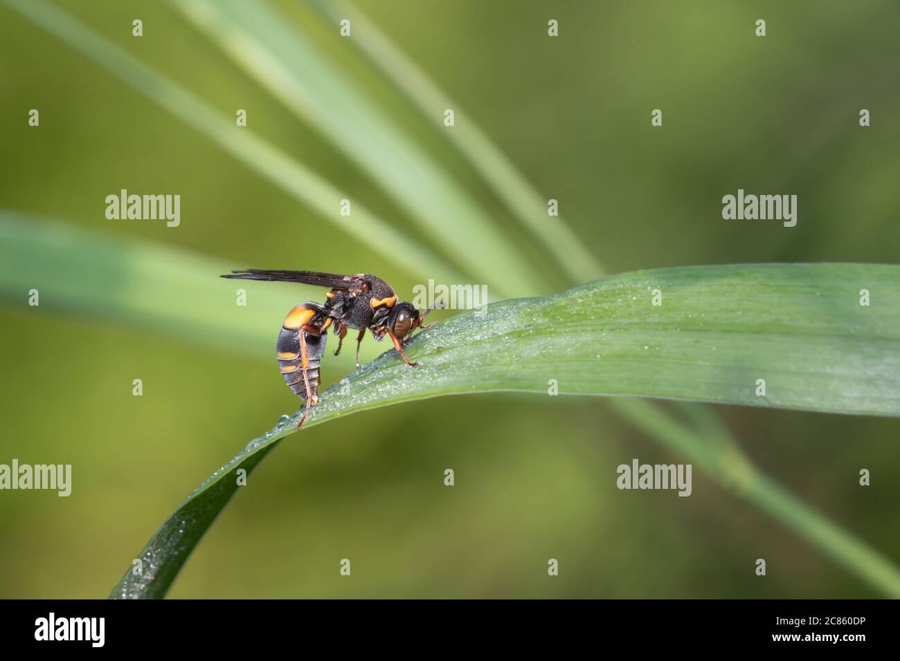 Un vespa Nysson plagiatus (nome comune proposto: Devious Sand Wasp) beve la rugiada mattutina da un'ampia foglia d'erba al Taylor Creek Park a Toronto. Foto Stock