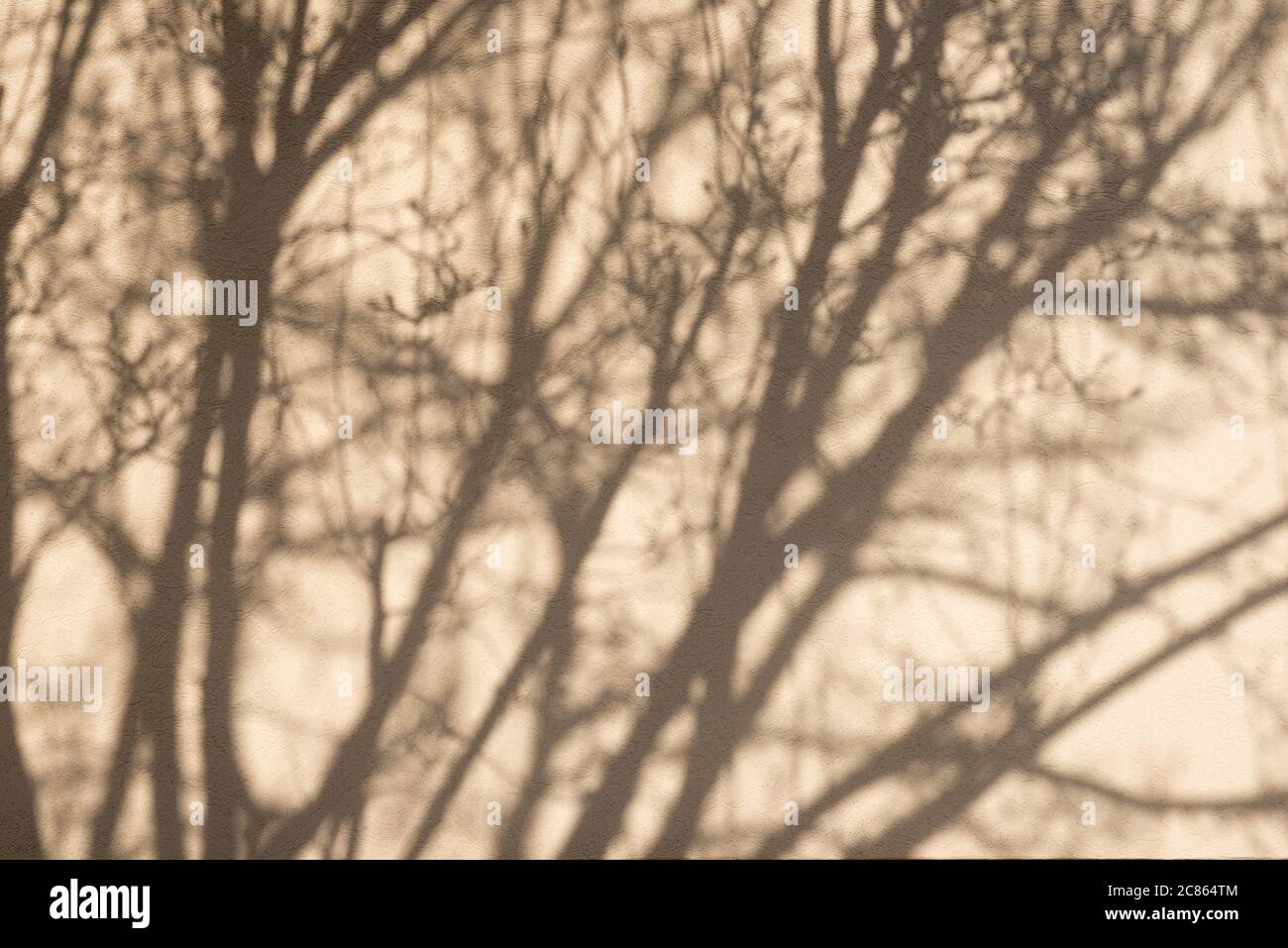 Albero ramo ombra senza foglie su un muro in inverno Foto Stock