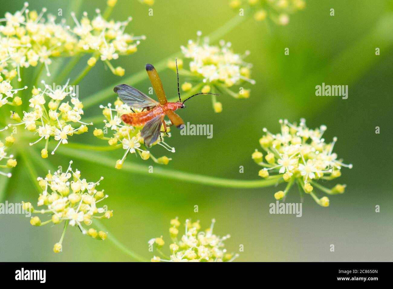 Comune rosso Soldier Beetle - Rhangonycha fulva - flyingfrom fiori di prezzemolo - giardino UK Foto Stock