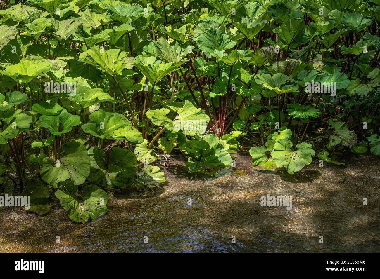 Il butterbur, una pianta medicinale che cresce lungo le rive del fiume Foto Stock