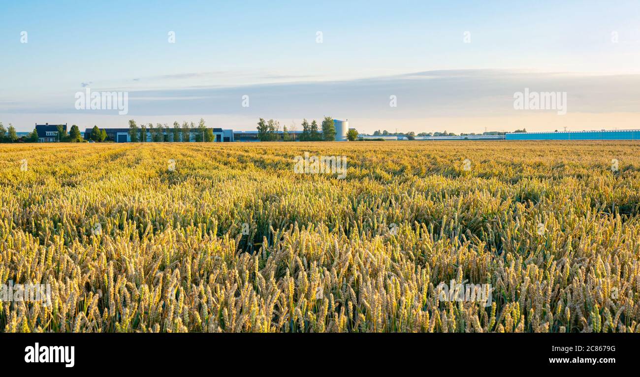 Campo di grano con fattoria e silo all'orizzonte. Cereali di maturazione. Foto Stock