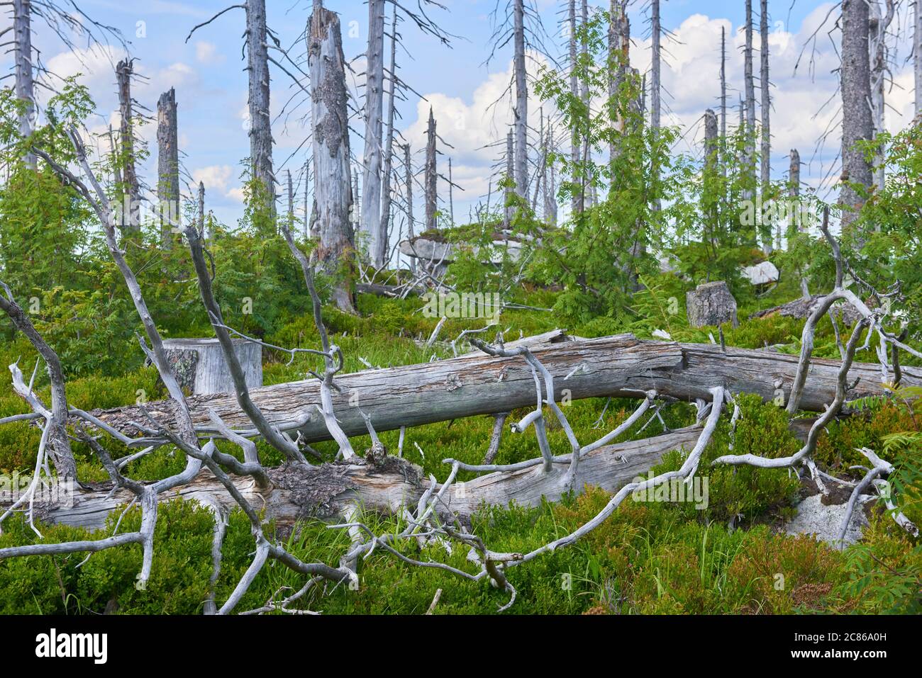 Foresta morta sulla montagna Dreisesselberg. Confine tra Germania e Repubblica Ceca. Turisti escursioni nel parco nazionale Sumava (Foresta Boemia) Foto Stock