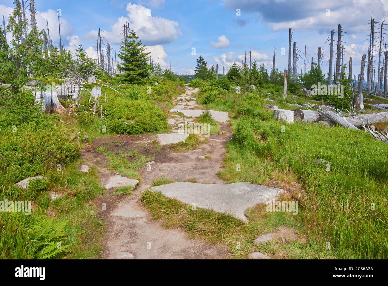 Foresta morta sulla montagna Dreisesselberg. Confine tra Germania e Repubblica Ceca. Turisti escursioni nel parco nazionale Sumava (Foresta Boemia) Foto Stock