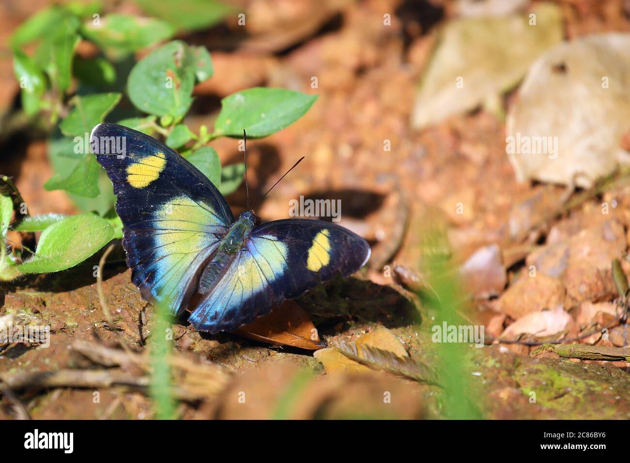 Bella farfalla africana in Ghana Foto Stock