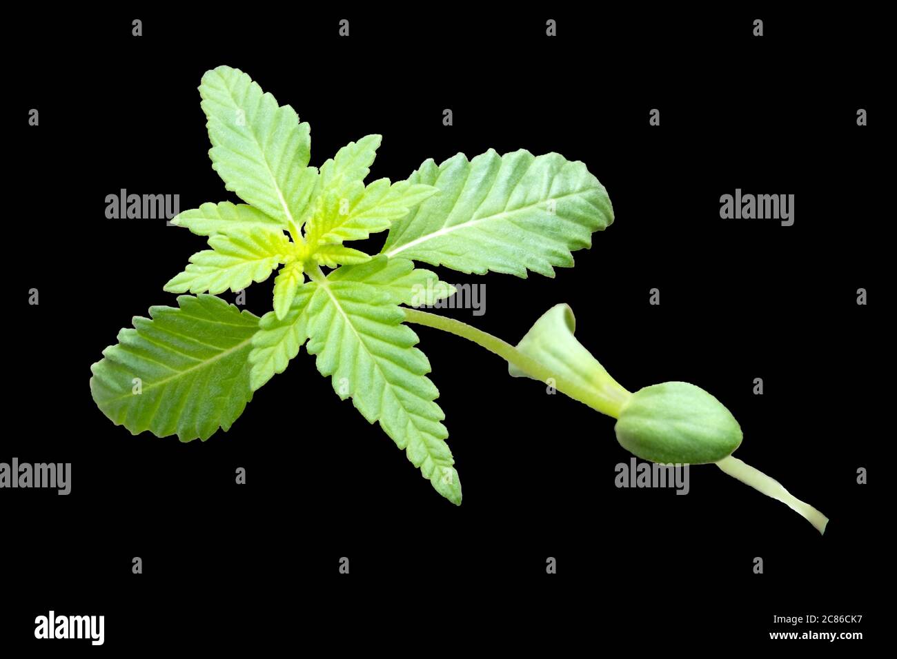 Giovane pianta di cannabis isolata su sfondo nero. Foto Stock