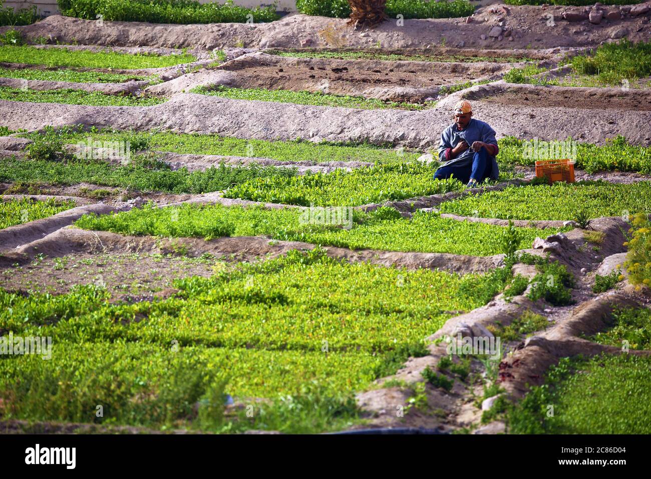 Coltivazione di piccoli giardini vegetali Foto Stock