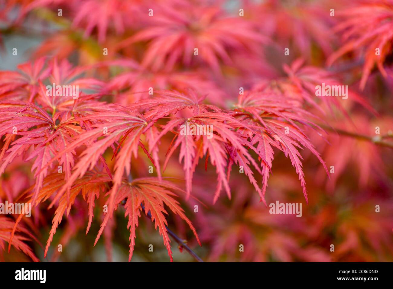 Acero giapponese (Acer palmatum) .primo piano di foglie di acero rosso  sull'albero Foto stock - Alamy