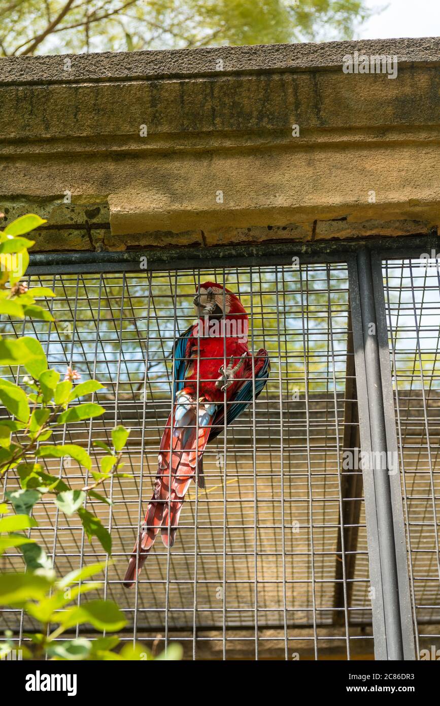 Bali Bird Park in Sanur Foto Stock