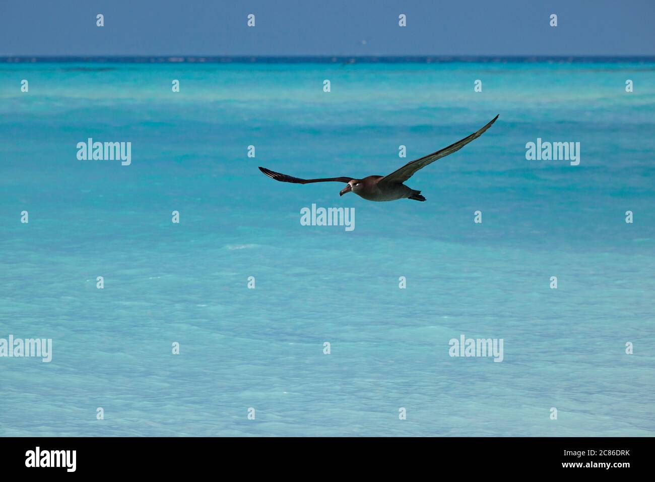Albatross dai piedi neri, nigripes di Phoebastria, isola di sabbia, Atollo di Midway, Rifugio Nazionale della Fauna di Midway, Monumento Nazionale Marino di Papahanaumokuakea Foto Stock