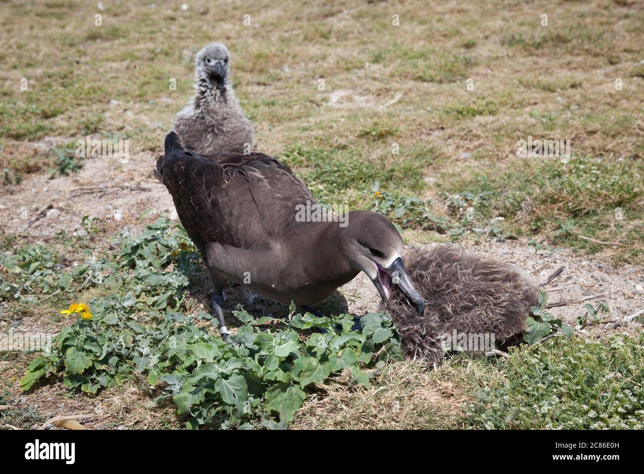 L'albatria dai piedi neri, i nigripi di Phoebastria, attacca un pulcino vicino per scoraggiarlo dal chiedere a questo uccello o al suo compagno Foto Stock