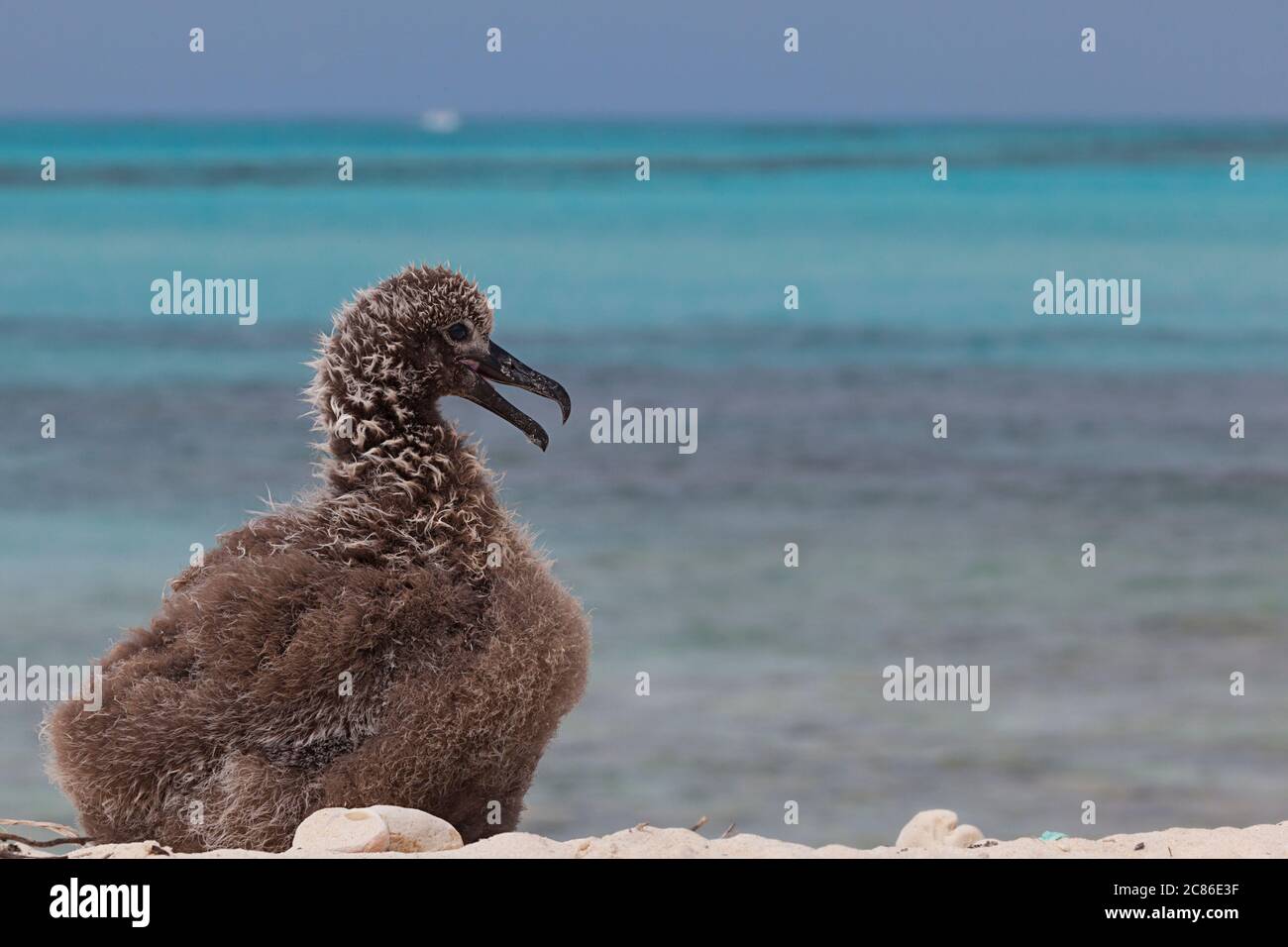 Pulcino albatross dai piedi neri, nigripes di Phoebastria (precedentemente Diomedea nigripes), sulla spiaggia di Sand Island, Midway National Wildlife Refuge Foto Stock Pulcino albatross dai piedi neri, nigripes di Phoebastria (precedentemente Diomedea nigripes), sulla spiaggia di Sand Island, Midway National Wildlife Refuge Foto Stock
