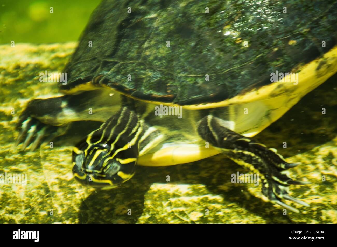 Tartaruga verde che nuota in un'immagine di stagno Foto Stock