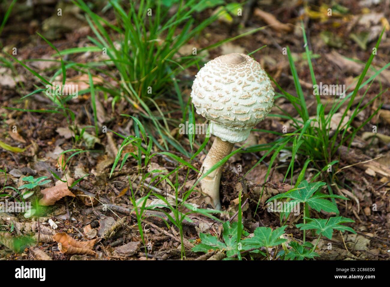 Giovane Parasol fungo Macrolepiota procera in foresta, Monti Sopron, Ungheria Foto Stock