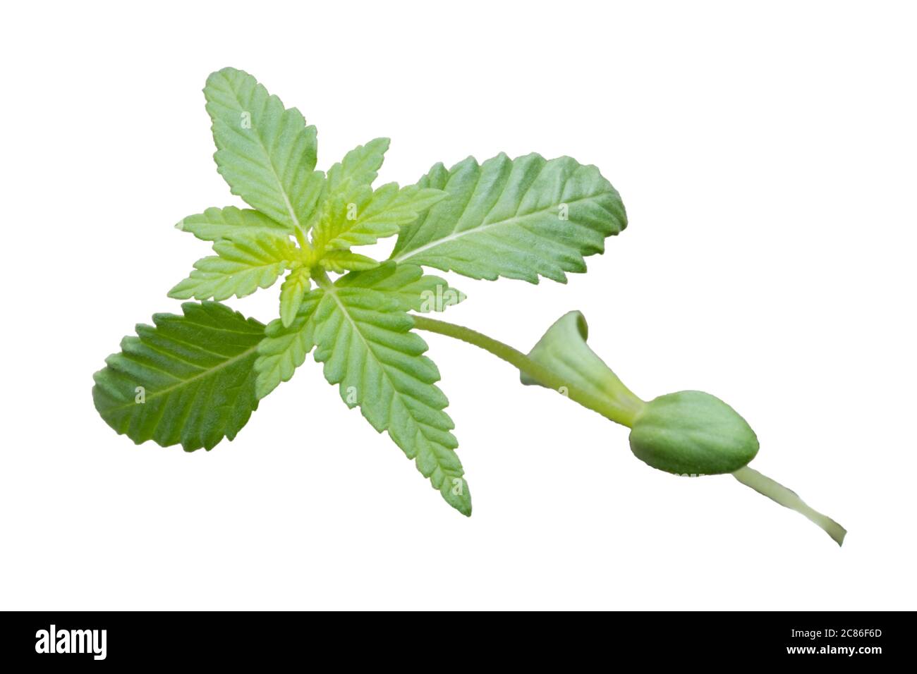 Giovane pianta di cannabis isolata su sfondo bianco. Foto Stock