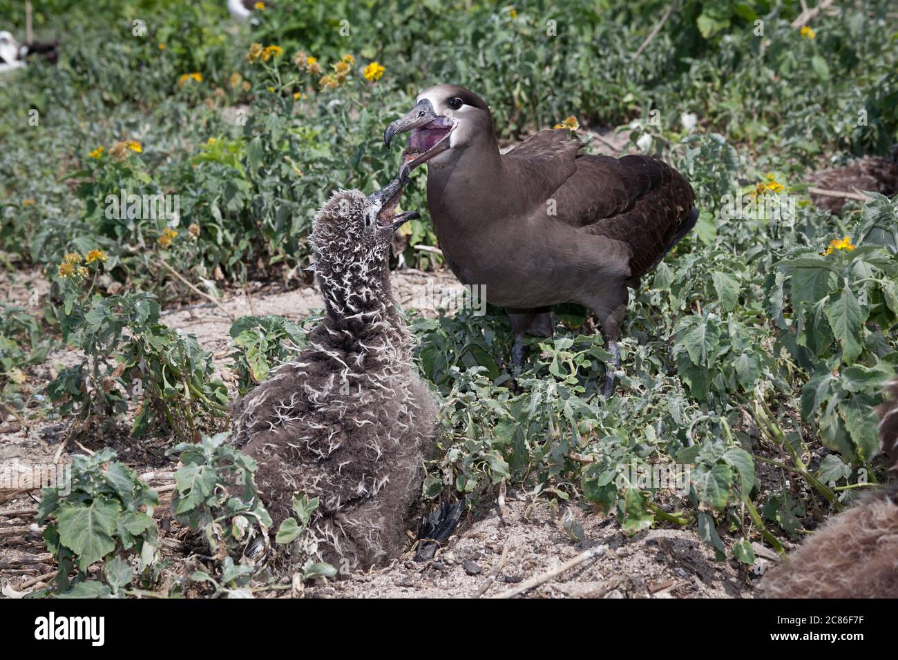 Albatross dal piede nero, nigripes di Phoebastria (precedentemente nigripes di Diomedea), uova di rigurgito di pesce volante per nutrire il pulcino; Atoll NWR di Midway, USA Foto Stock
