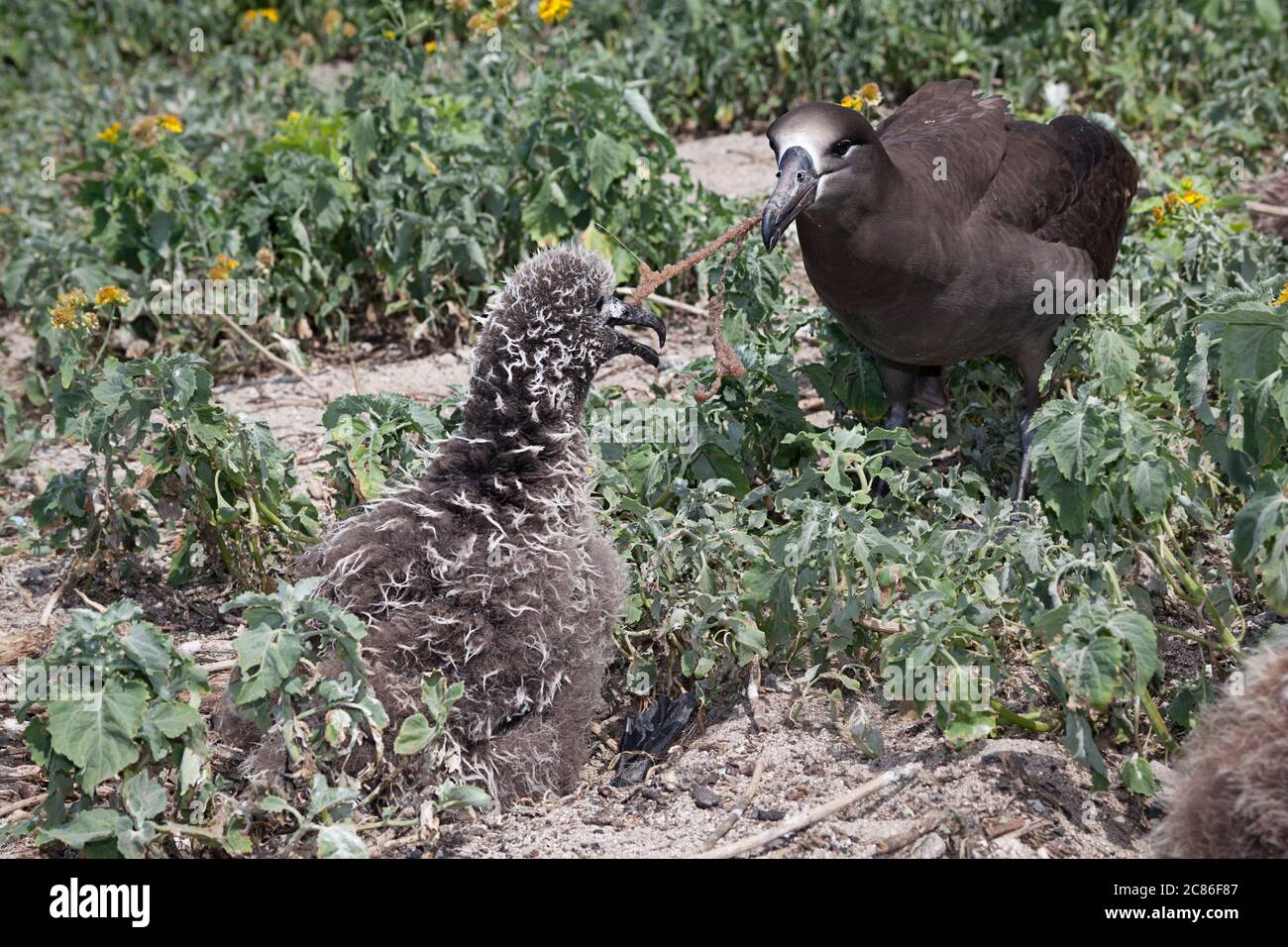 Albatross dal piede nero, Phoebastria nigripes (in precedenza Diomedea nigripes), cercando di alimentare il pulcino rigurgitando uova di pesce volanti sulla linea monofilamento Foto Stock