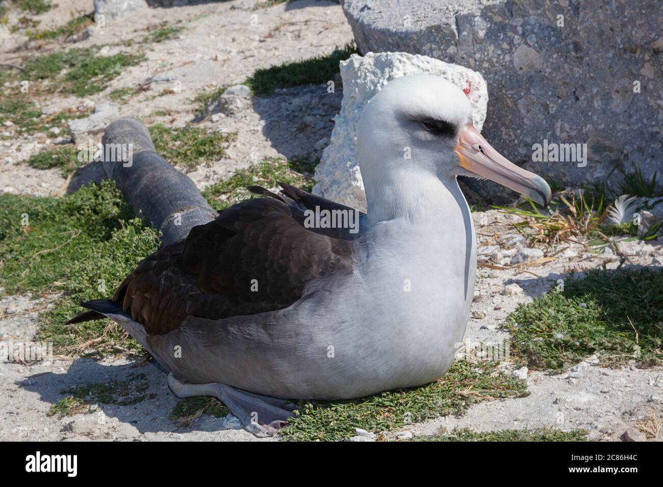 Ibrido tra albatross dal piede nero, nigripi di Phoebastria e albatross di Laysan Phoebastria immutabilis, isola di sabbia, Atollo di Midway, Stati Uniti Foto Stock