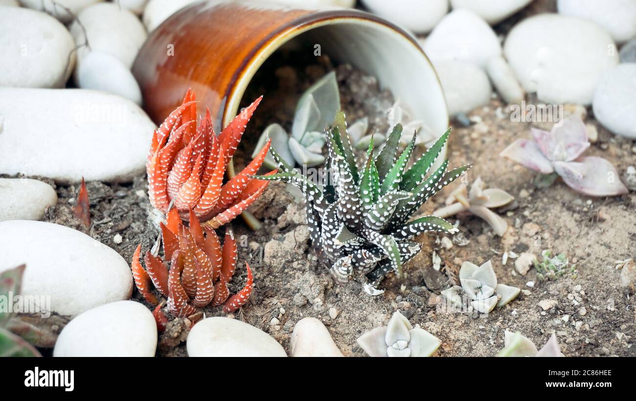 Succulenti fiori rossi e verdi e coppa marrone come decorazione in giardino Foto Stock