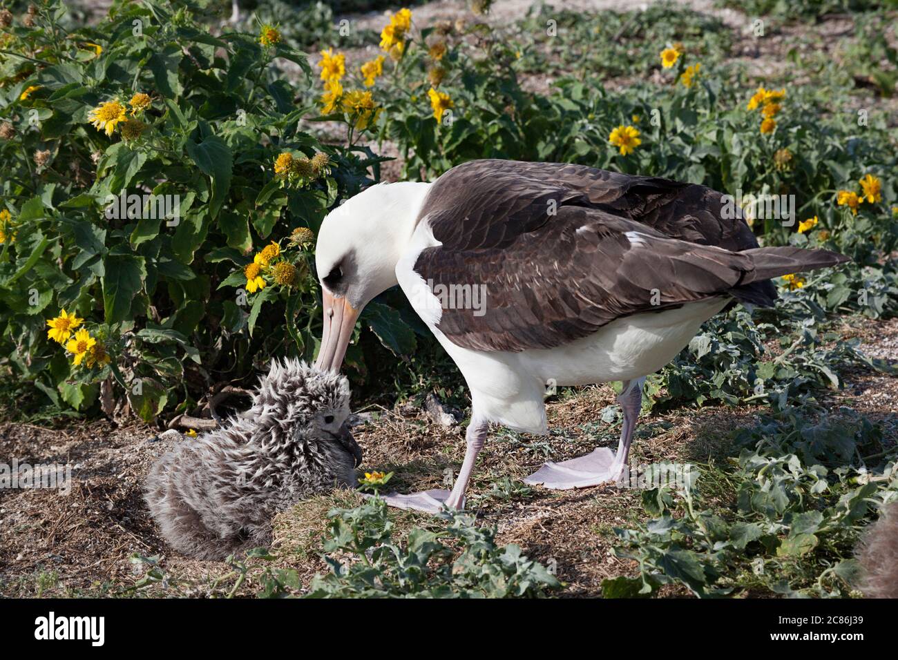 Albatross di Laysan, Phoebastria immutabilis, pulcino preening, isola di sabbia, rifugio naturale nazionale Atollo Midway, Monna Marina Papahanaumokuakea. Foto Stock