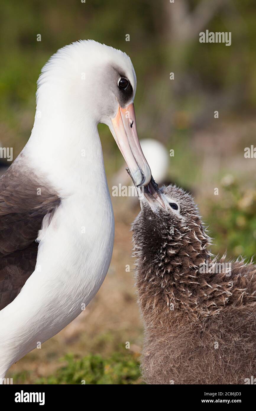 Albatross di Laysan, Phoebastria immutabilis, cazzo tira il becco del genitore per implorare un pasto, Sand Island, Atollo di Midway, Midway National Wildlife Refuge, Foto Stock