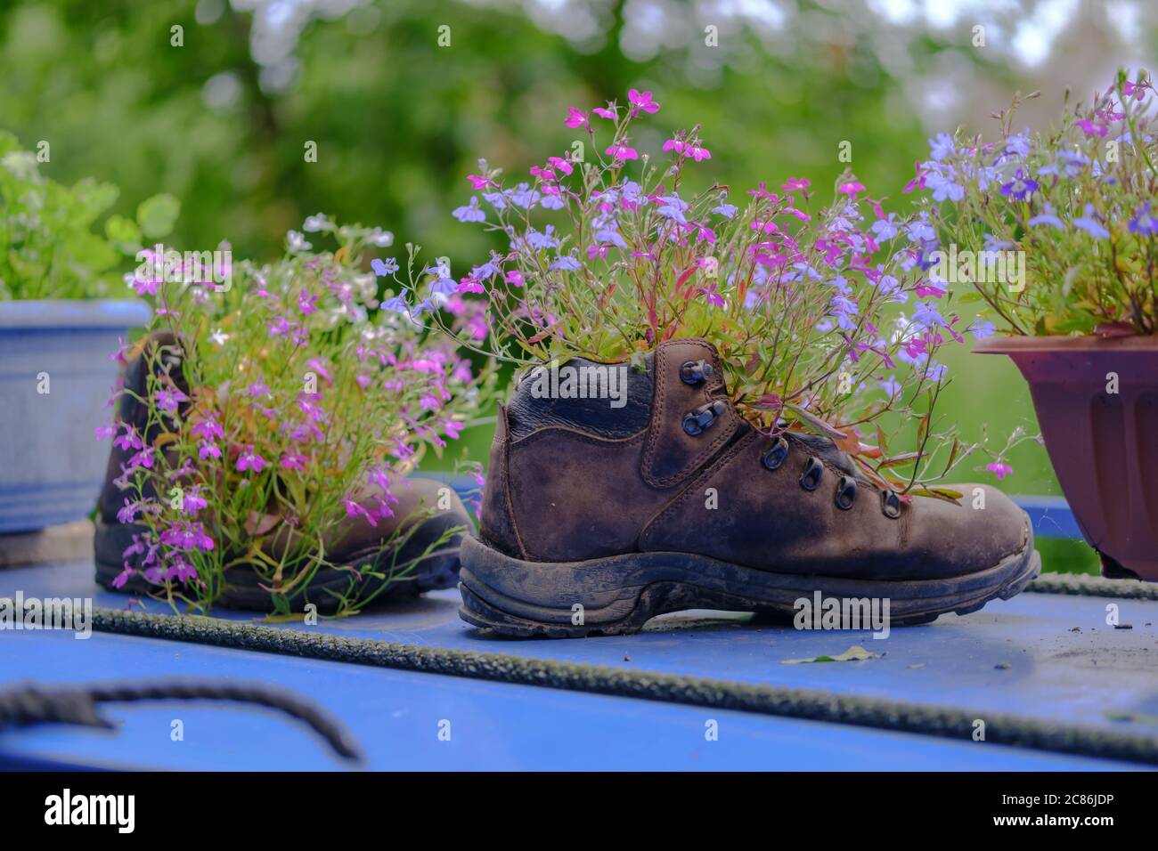 Vecchie scarpe in pelle con fiori viola e bel bokeh su sfondo sfocato. Idea per il giardinaggio e il riciclaggio. Messa a fuoco selettiva. Foto Stock