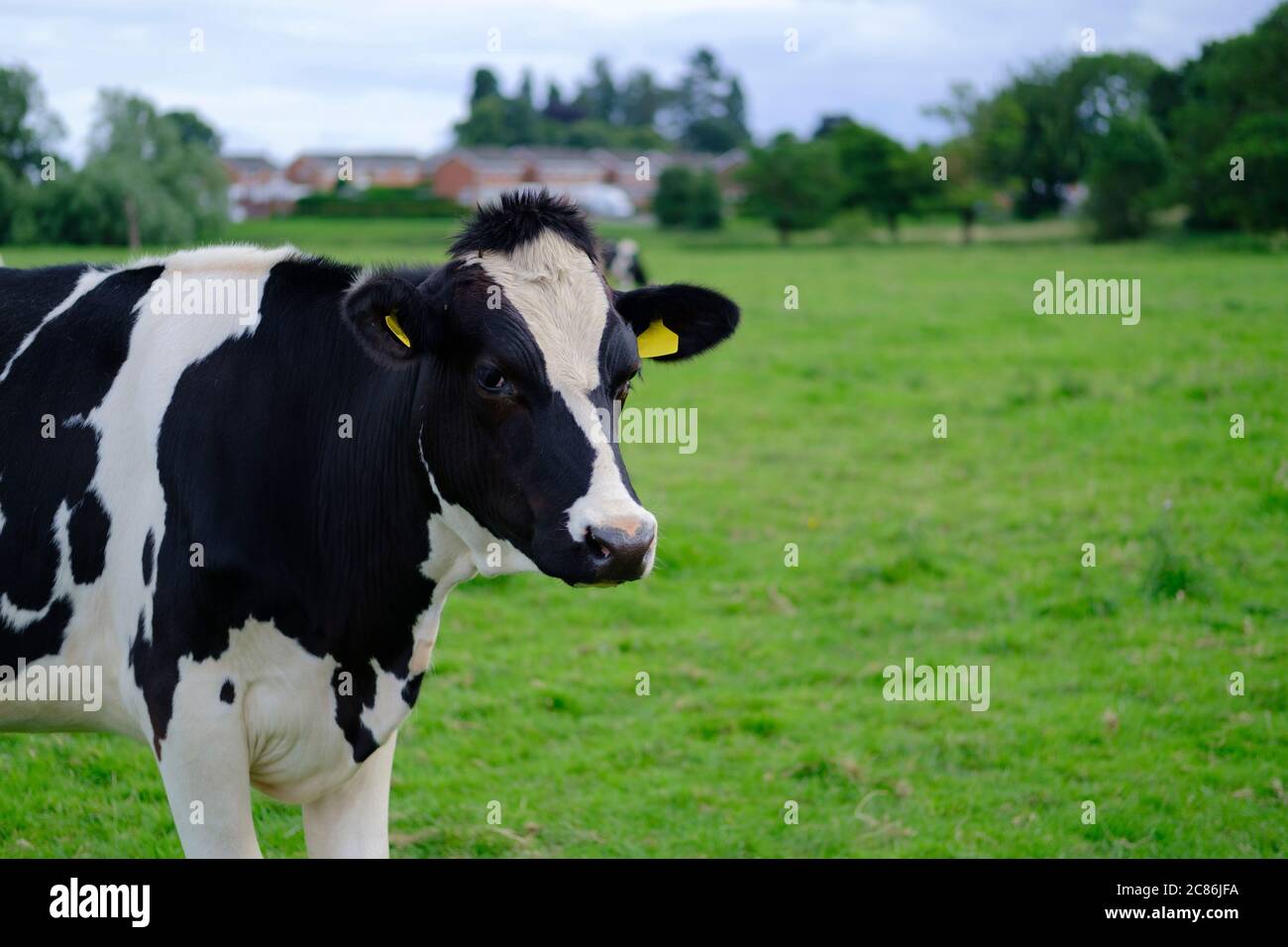 Mucca bianca e nera che guarda nella macchina fotografica in piedi sull'erba verde. Foto con spazio per la copia. Foto Stock