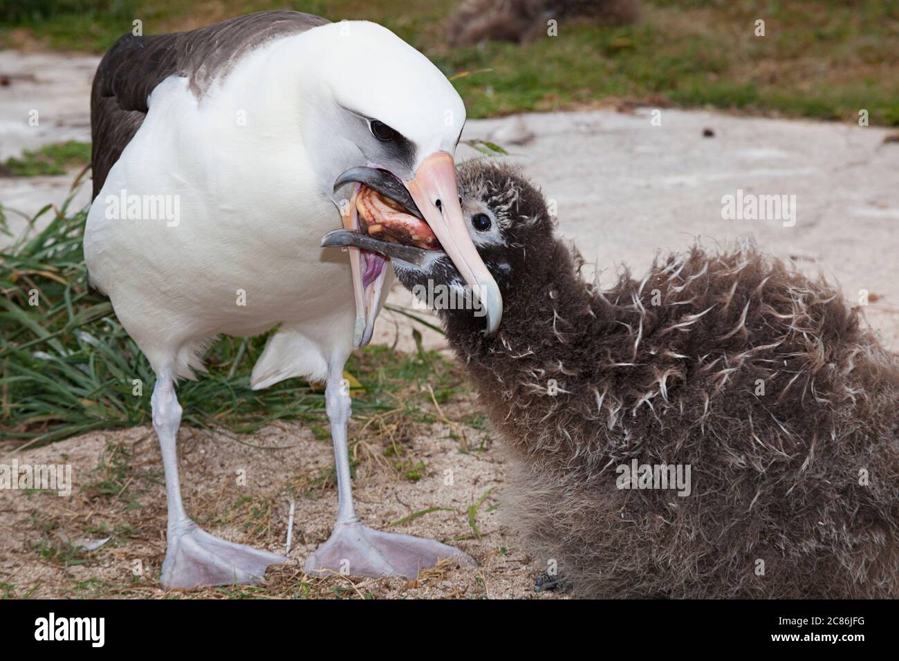 Albatross Laysan, Phoebastria immutabilis, rigurgita un calamaro o un polpo per nutrire pulcino, Sand Island, Midway Atoll National Wildlife Refuge, Hawaii Foto Stock