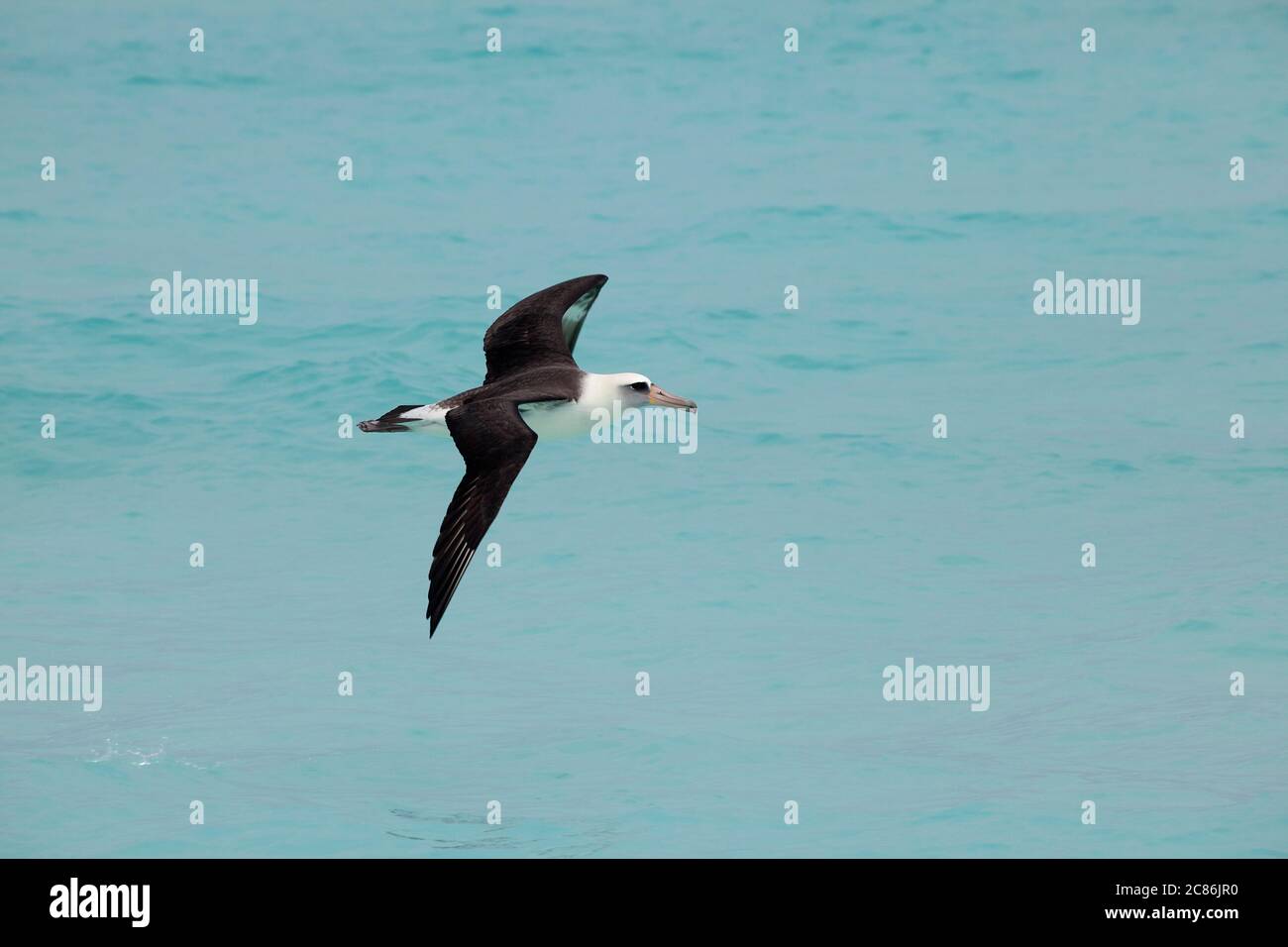 Albatross di Laysan, Phoebastria immutabilis, Sand Island, Midway Atoll National Wildlife Refuge, Papahanaumokuakea Marine National Monument, Hawaii, USA Foto Stock