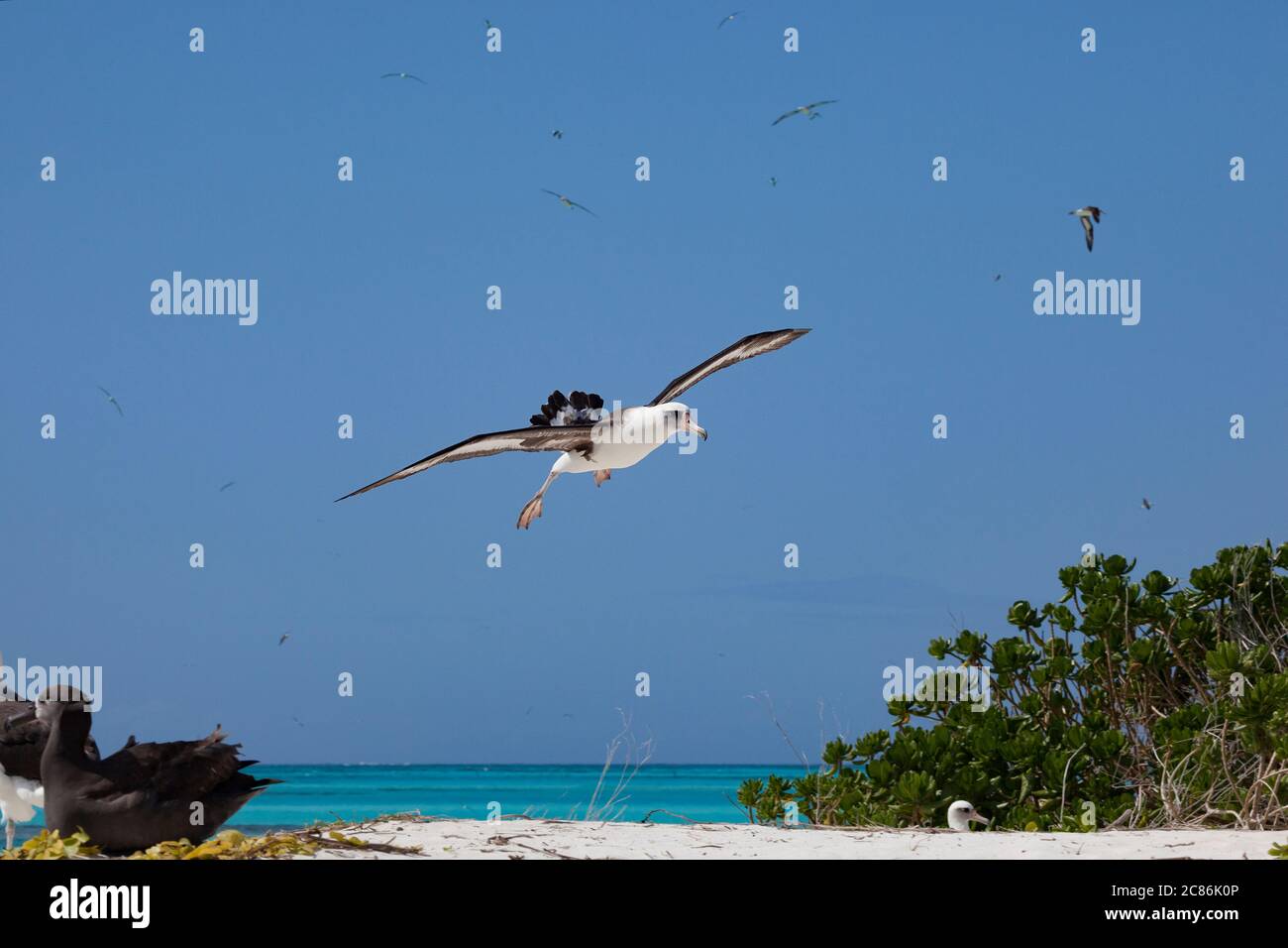 Albatross di Laysan, Phoebastria immutabilis, che entra per un atterraggio, Sand Island, Midway Atoll National Wildlife Refuge, Papahanaumokuakea MNM, USA Foto Stock