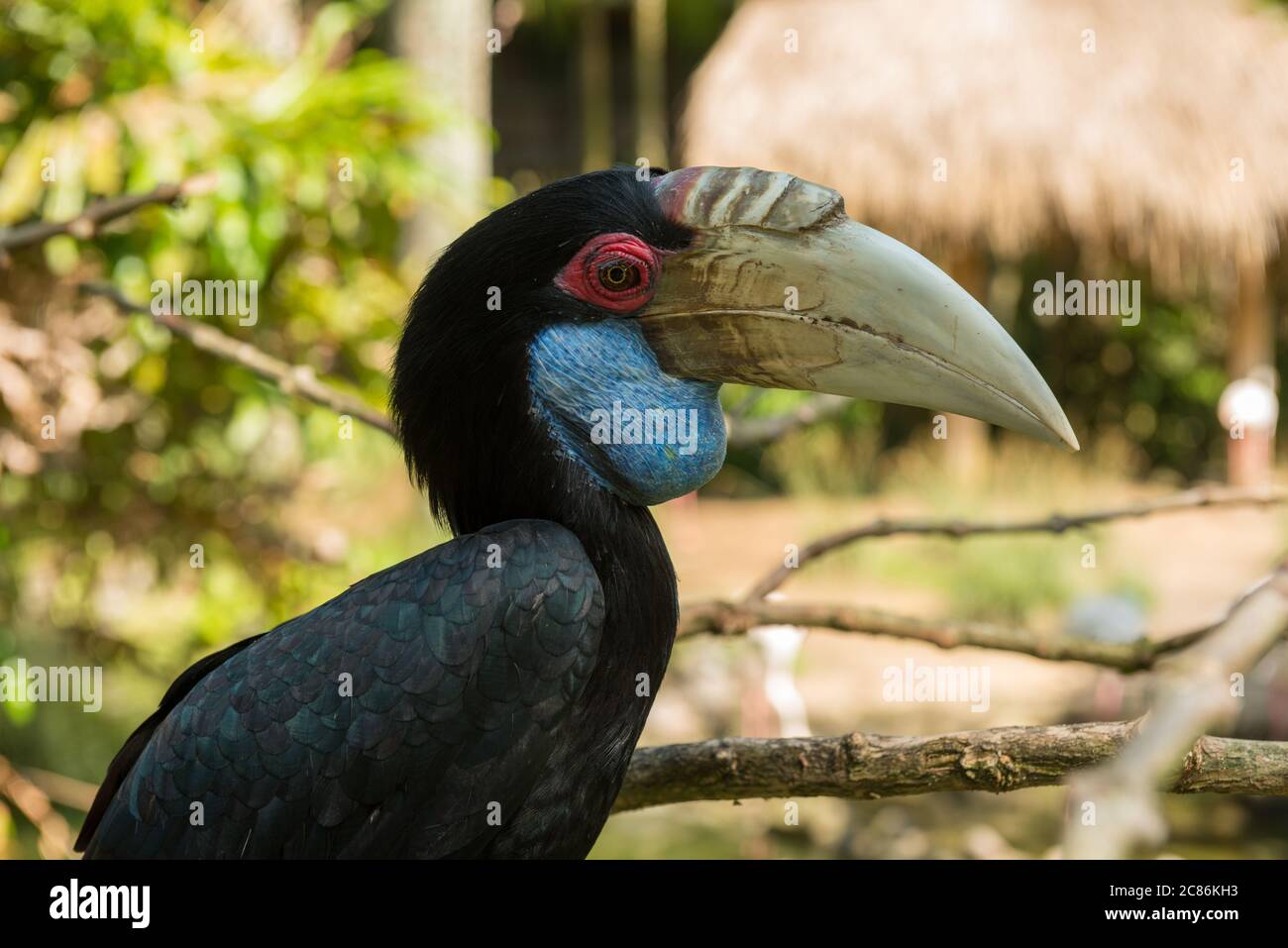 Bali Bird Park in Sanur Foto Stock