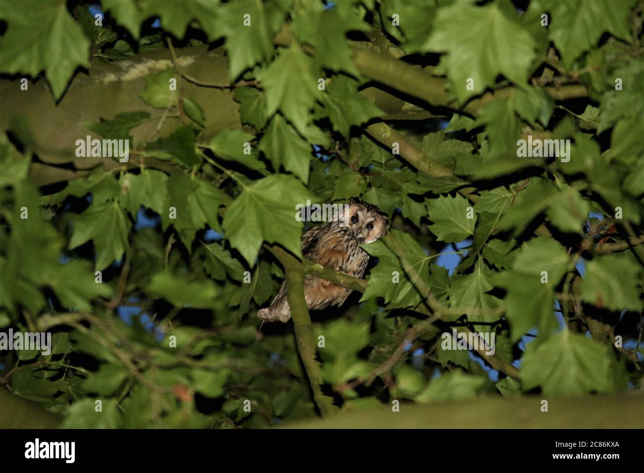 Gufo di brinda siede nel fogliame dell'albero piano Foto Stock
