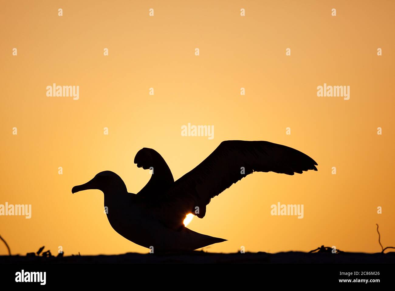 Albatross di Laysan, Phoebastria immutabilis, al tramonto, Sand Island, Midway Atoll National Wildlife Refuge, Papahanaumokuakea Marine National Monument Foto Stock