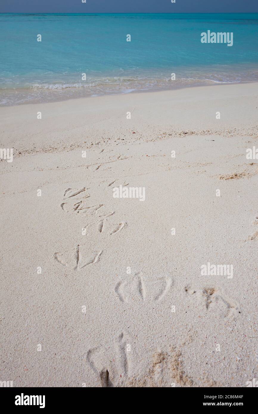 Impronte di albatross di Laysan, Phoebastria immutabilis, o albatross dal piede nero, nigripes di Phoebastria, isola di sabbia, Atoll di Midway, NWHI, USA Foto Stock