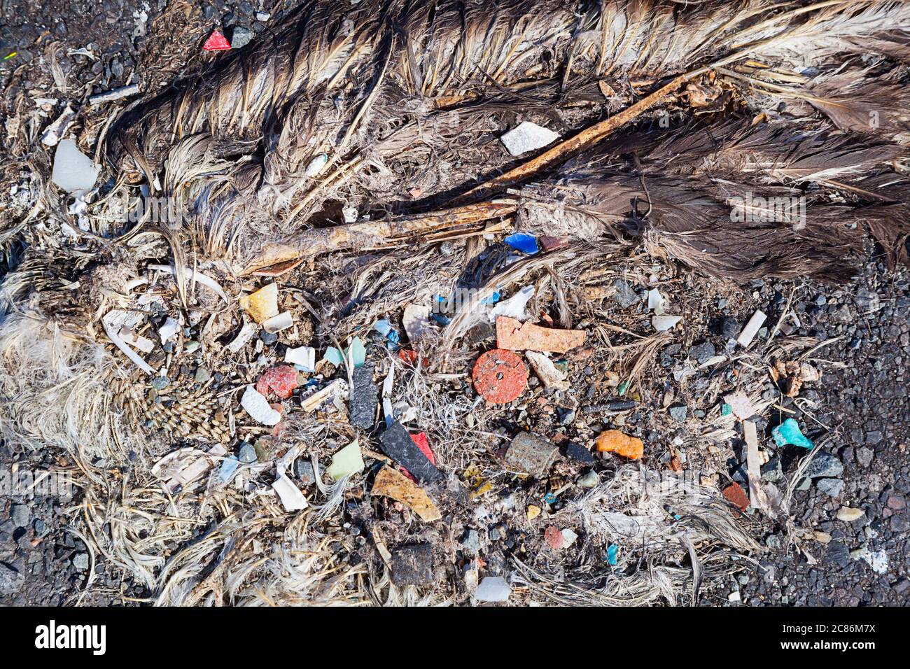 Carcassa di Albatross Laysan, Phoebastria immutabilis, mostrando plastica nel tratto digestivo che probabilmente l'ha ucciso, Sand Island, Midway Atoll NWR, USA Foto Stock