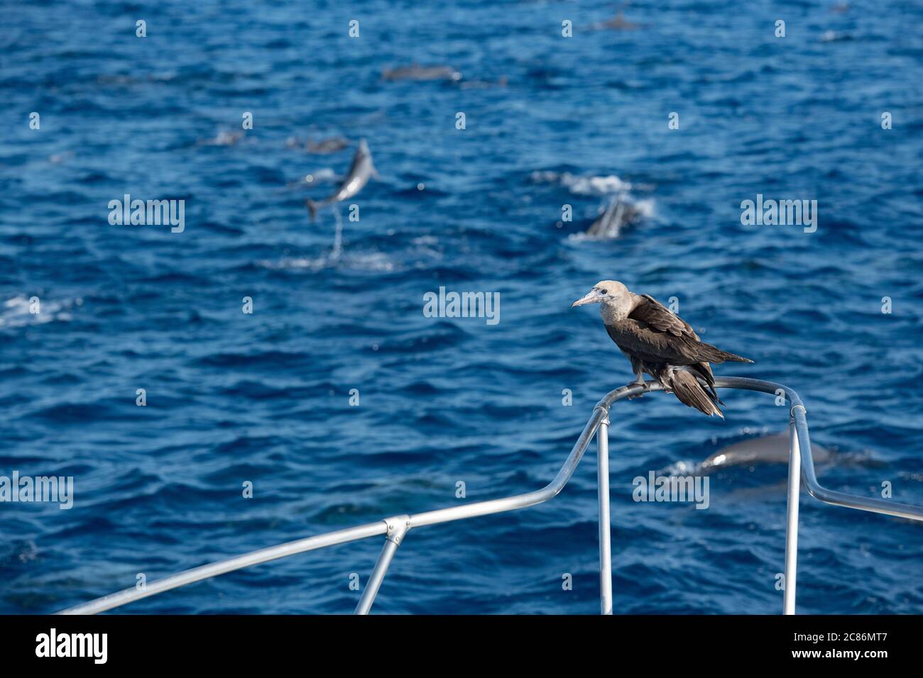 Booby bruno giovanile, sula leucogaster, arroccato sulla ringhiera bowsprit, con dophins filatore che saltano in background, offshore dal sud della Costa Rica Foto Stock
