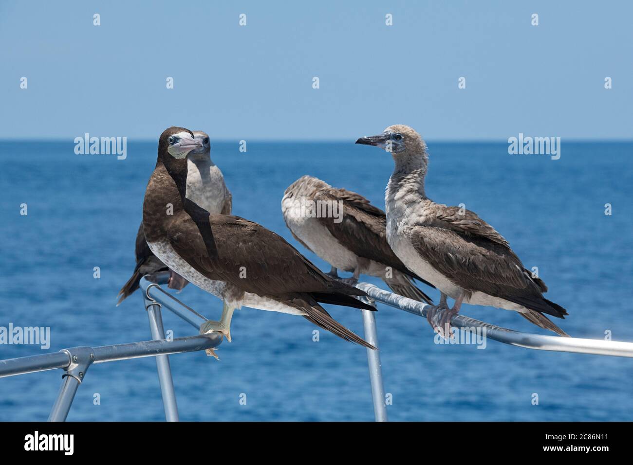 Boobies marrone, sula leucogaster, arroccato su ringhiera bowsprit di barca offshore dal sud della Costa Rica, America Centrale ( Oceano Pacifico Orientale ) Foto Stock