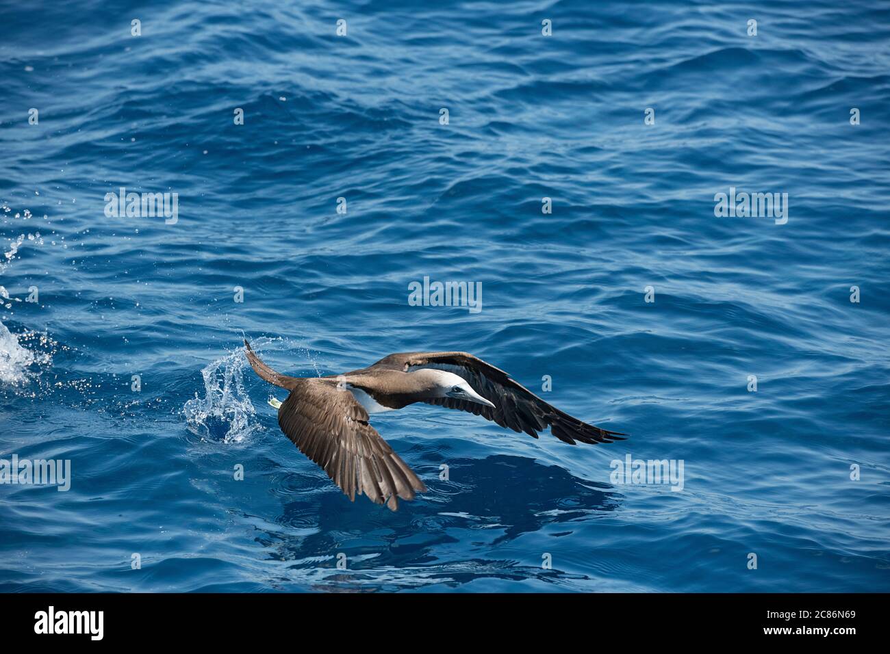 Booby marrone, sula leucogaster, decollo dall'acqua, offshore dal sud della Costa Rica, America Centrale ( Oceano Pacifico Orientale ) Foto Stock