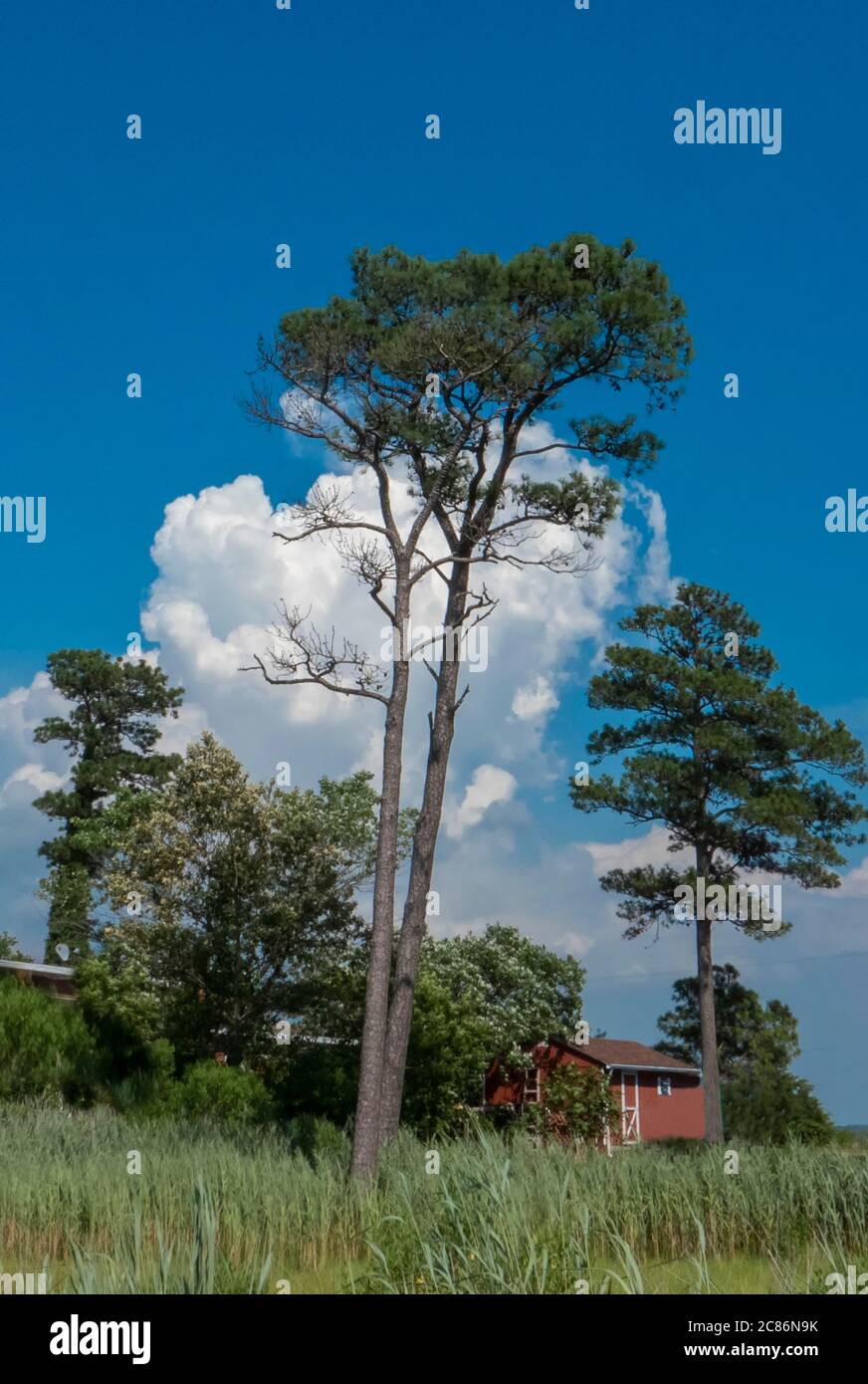Grandi alberi di fronte a una grande nuvola bianca. Foto Stock