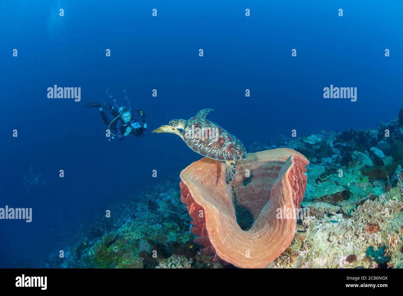 Un subacqueo (MR) con videocamera si avvicina a una tartaruga verde, Chelonia mydas, una specie in via di estinzione, partendo da una spugnetta enorme nel Wakatobi Marine Pr Foto Stock